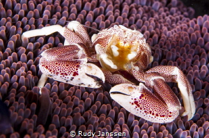 porcelain Crab by Rudy Janssen 